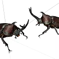 Two Rhinoceros Beetles As Flying Animals With Large Horns And Dark Shells On White Background