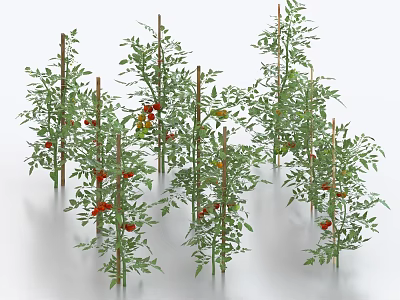 Healthy Tomato Plants With Green Leaves Red Fruits And Support Stakes 3d model