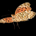 Vibrant Orange Butterfly with Black Spots on Spread Wings against Black Background