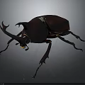Rhinoceros Beetle With Large Horns And Shiny Dark Exoskeleton On Black Background