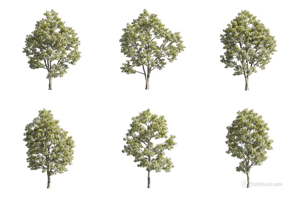 Various Arbor Trees With Green Foliage Displaying Different Natural Growth Forms 3d model