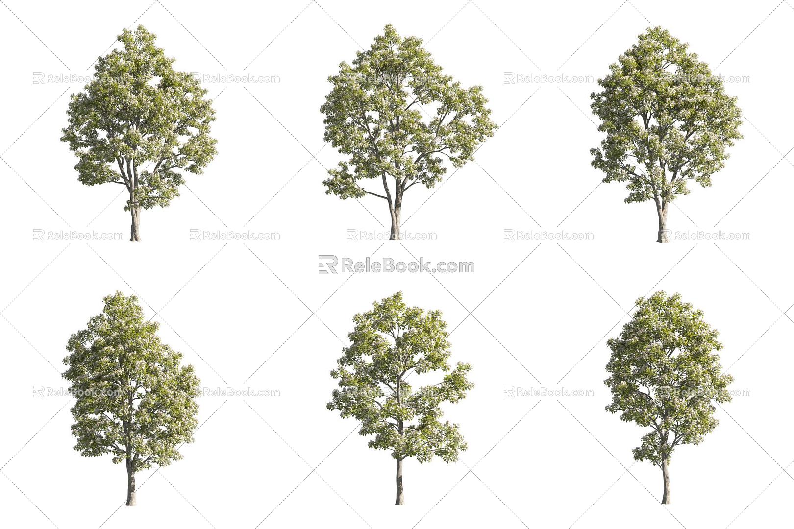 Catalpa bungei tree, catalpa golden rowan, landscape tree, flower tree 3d model