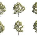 Catalpa bungei tree, catalpa golden rowan, landscape tree, flower tree 3d model