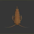 Orange Segmented Marine Creature with Long Antennae and Multiple Legs on Dark Background Showing Reflection