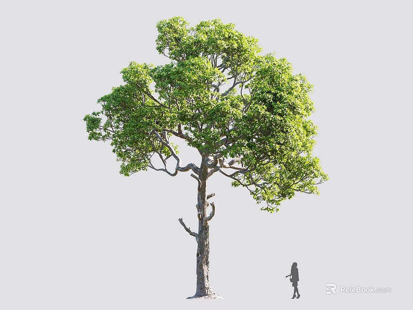 Tall Green Arbor with Lush Foliage in Natural Outdoor Setting and a Person Standing Nearby 3d model 