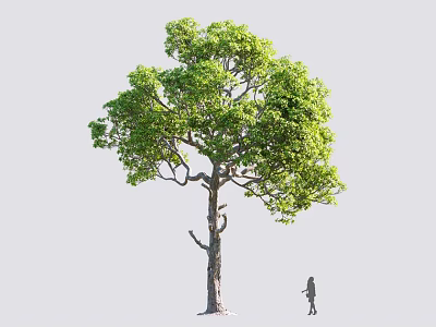 Tall Green Arbor with Lush Foliage in Natural Outdoor Setting and a Person Standing Nearby 3d model