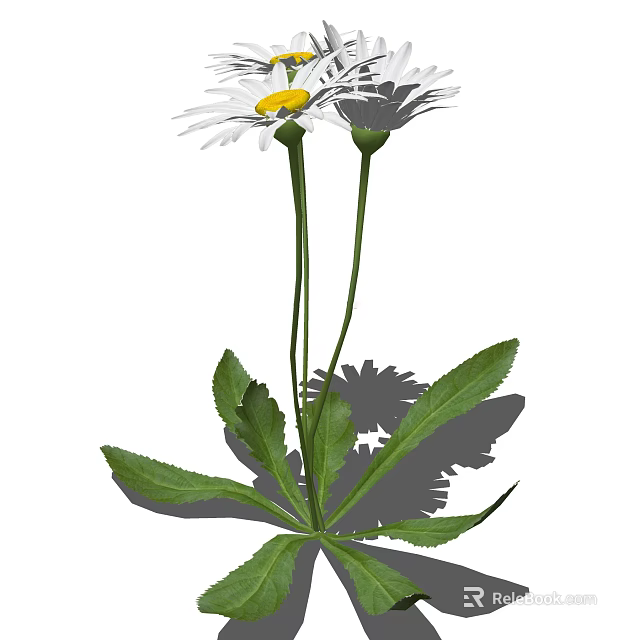 White Daisies With Yellow Centers Green Stems And Green Leaves With Shadows 3d model 