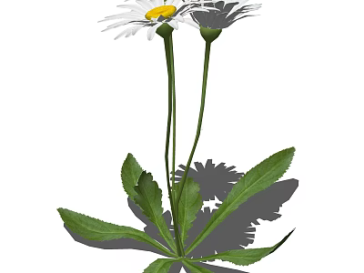 White Daisies With Yellow Centers Green Stems And Green Leaves With Shadows 3d model