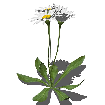 Modern flowers flowers and plants 3d model