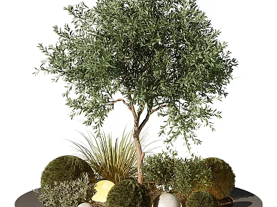 Olive Tree Bonsai Potted Plant With Round Shrubs Grass And Decorative Stones 3d model