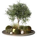 Olive Tree Bonsai Potted Plant With Round Shrubs Grass And Decorative Stones