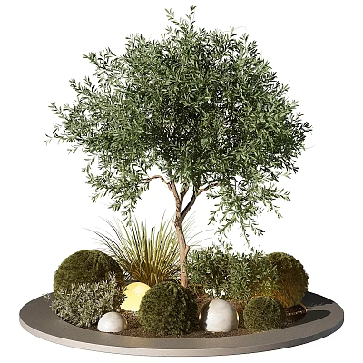 Olive Tree Bonsai Potted Plant With Round Shrubs Grass And Decorative Stones 3d model