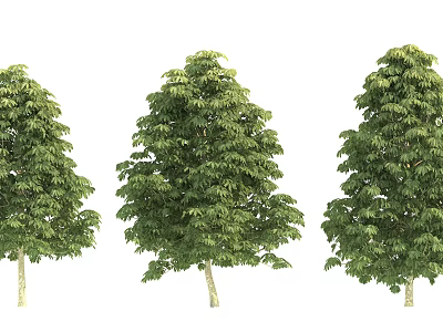 Three Arbor Trees With Lush Green Leaves And Strong Trunks On White Background 3d model