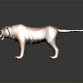 Lifelike Tiger Model With Orange Black Stripes And Standing Pose On Gray Background