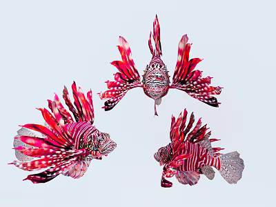 Three Vibrant Red Lionfish With Striped Fins Swimming In Light Background 3d model Three Vibrant Red Lionfish With Striped Fins Swimming In Light Background 3d model