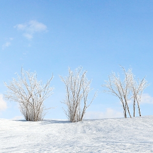 Modern shrubs 3d model