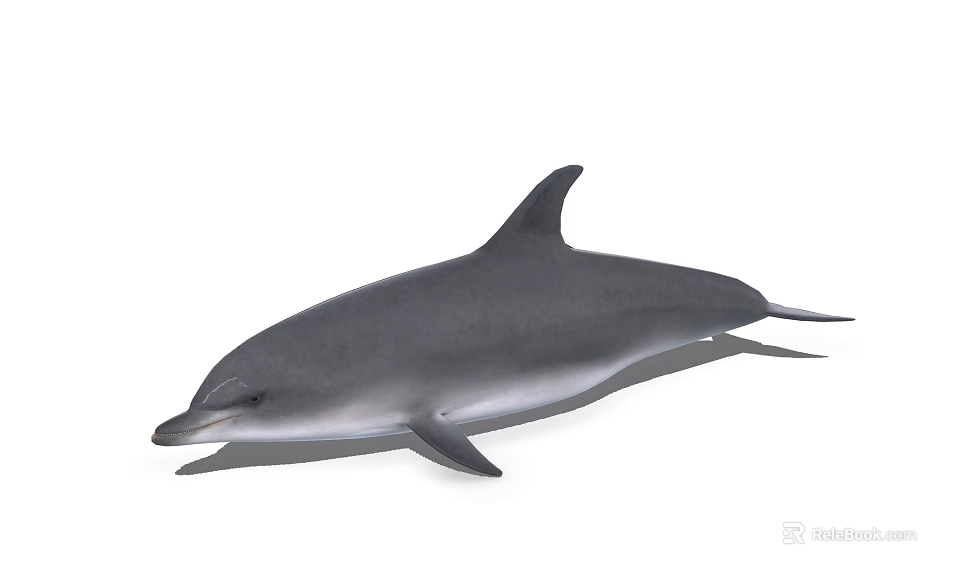 Aquatic Animal Grey Dolphin With Streamlined Body And Dorsal Fin Swimming In Ocean Environment 3d model 