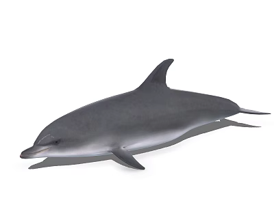 Aquatic Animal Grey Dolphin With Streamlined Body And Dorsal Fin Swimming In Ocean Environment 3d model