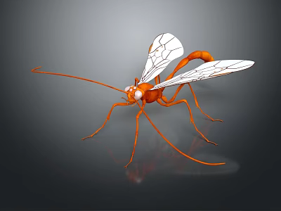 Orange Flying Insect with Transparent Wings Long Legs Slender Body and Antennae 3d model
