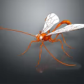 Orange Flying Insect with Transparent Wings Long Legs Slender Body and Antennae