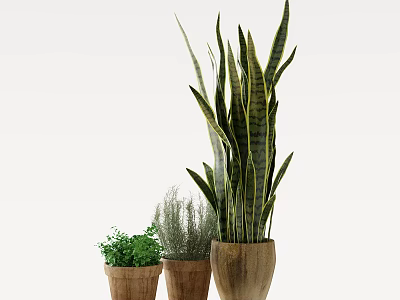 Indoor Potted Plants with Tall Snake Plant and Small Green Herbs in Clay Pots 3d model