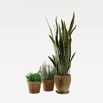 Indoor Potted Plants with Tall Snake Plant and Small Green Herbs in Clay Pots 3d model