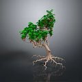 Unique Tree Plant With Exposed Roots Twisted Trunk Green Leaves And Small Red Berries