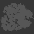 Tall Lush Tree With Dense Green Foliage Strong Trunk And Spreading Branches