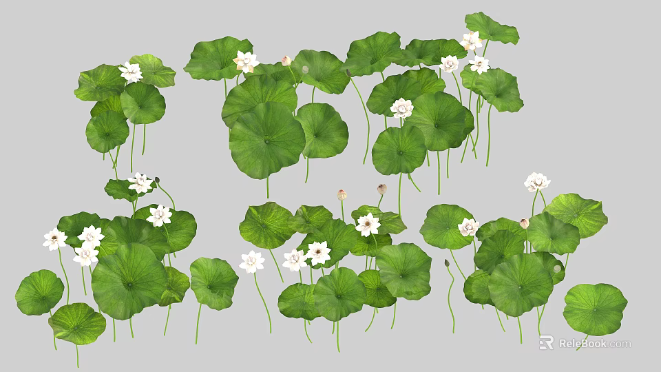 White Lotus Flowers With Fresh Green Leaves In Natural Aquatic Garden 3d model 