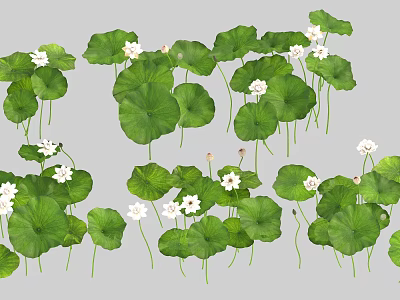 White Lotus Flowers With Fresh Green Leaves In Natural Aquatic Garden 3d model