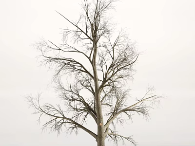 Leafless Tree With Bare Branches And Thick Trunk Against Gray Sky Background 3d model