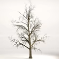 Leafless Tree With Bare Branches And Thick Trunk Against Gray Sky Background 3d model