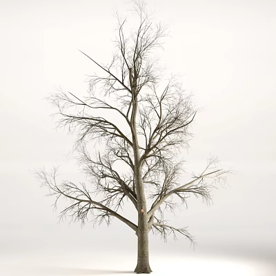 Leafless Tree With Bare Branches And Thick Trunk Against Gray Sky Background 3d model