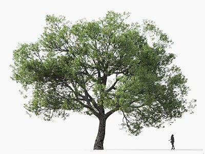 Tall Tree With Lush Green Leaves And A Person Walking Nearby In Open Space 3d model
