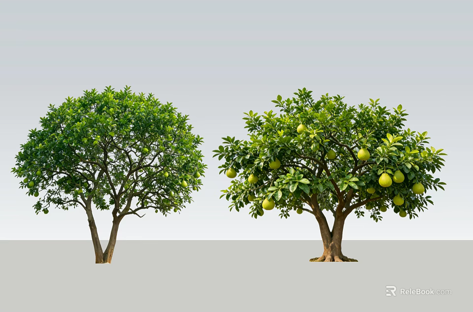 Arbor Trees With Lush Green Foliage And Fruit Bearing Branches 3d model 