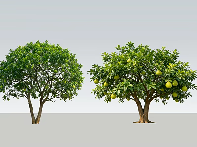 Arbor Trees With Lush Green Foliage And Fruit Bearing Branches 3d model