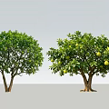 Arbor Trees With Lush Green Foliage And Fruit Bearing Branches