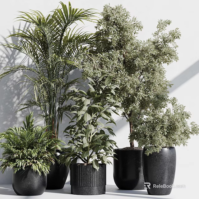 Various Green Potted Plants in Black Pots Against White Wall With Light and Shadow Effects 3d model 