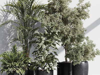 Various Green Potted Plants in Black Pots Against White Wall With Light and Shadow Effects 3d model