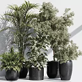 Various Green Potted Plants in Black Pots Against White Wall With Light and Shadow Effects