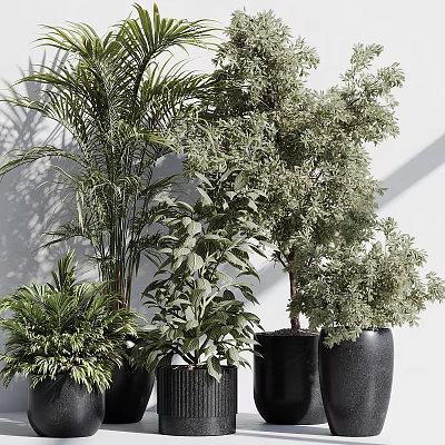 Various Green Potted Plants in Black Pots Against White Wall With Light and Shadow Effects 3d model