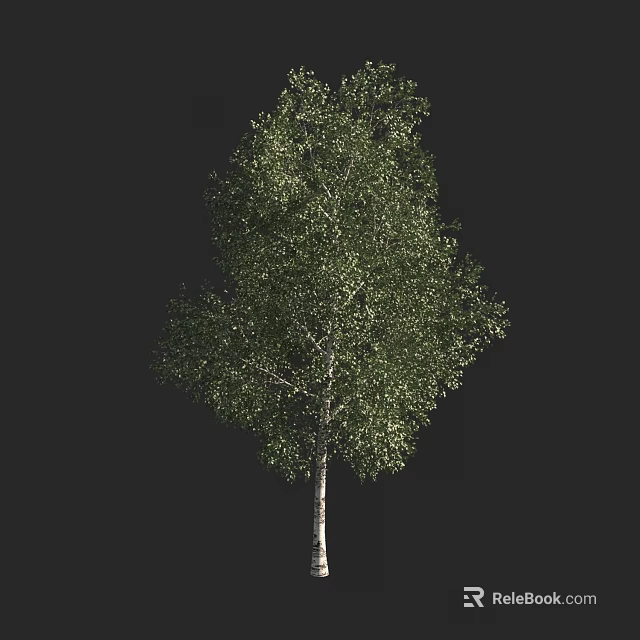 Birch Tree With White Trunk And Lush Green Leaves Isolated On Black Background 3d model 