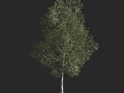Birch Tree With White Trunk And Lush Green Leaves Isolated On Black Background 3d model