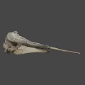 Detailed Bird Skull With Long Beak Displayed On Gray Background 3d model