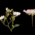 Pink And White Flower Blooms With Buds And Green Leaves On Black Background