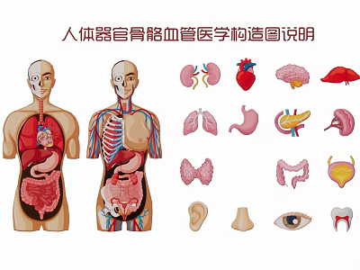 Medical Anatomy Chart Of Human Organs Skeleton Vessels With Internal And Sense Organs 3d model