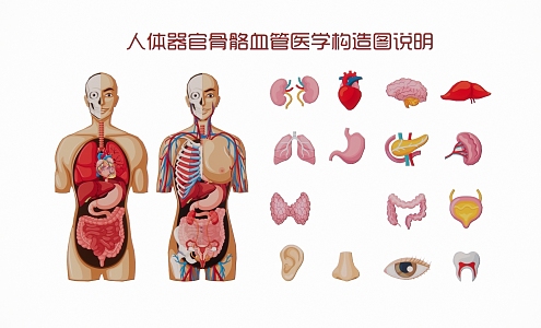 Description of Medical Structure of Human Organs, Bones and Blood Vessels 3d model