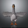 Gray Goose With Orange Beak And Feet Wings Spread On Dark Background