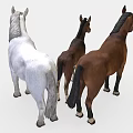 Three Horses Including Brown Adult Foal And White Stallion Standing Together