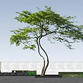 Curved Trunk Tree With Lush Green Leaves Against Blue Sky And White Wall